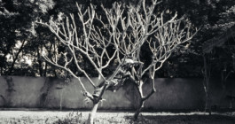 CARRÉ  BLANC  PRODUCTIONS